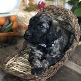 Old English Sheepdog, Poodle, and Sheepadoodle Puppies from Mountain Peak Doodles