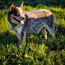 Annie - Australian Cattle Dog