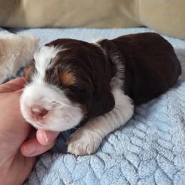 Miss Joy - Liver white and roan female English Springer Spaniel puppy in Kingsport, Tennessee from Leandra's English Springer Spaniels