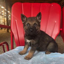 Frederick - Sable male German Shepherd puppy in Cave City, Arkansas from Bayou Valley Shepherds and American Hunt Terriers