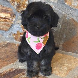 TEACUP Jet - Black tri-color male Aussiedoodle puppy in Sharpsburg, Georgia from Steindoodles