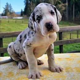 Mr. Band - Mantle merle male Great Dane puppy in Castle Rock, Washington from Uber Alles Great Danes