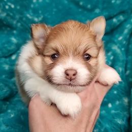 Girl 1 - Chocolate parti female Pomeranian puppy in Tulsa County, Oklahoma from CP Kennels