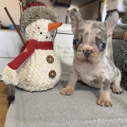 Violet - Liver female French Bulldog puppy in Warm Springs, Arkansas from Seven Hills Arkansas