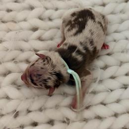 Denim - Teal - Red merle female Australian Shepherd puppy in San Marcos, California from Faith Family Freedom Farm