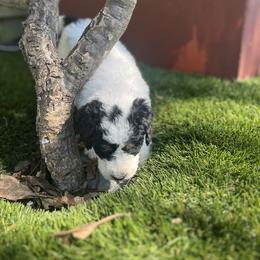 Bernedoodle Puppies from SoCal Bernedoodles