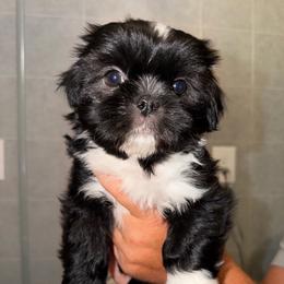 Aaron - Black and white male Shih Tzu puppy in Kettering, Ohio from The Ruff Life Tribe