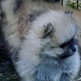 Pomeranians from Bourlet Poms