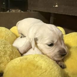 Girl 1 - Light golden female Golden Retriever puppy in Gate, Oklahoma from Golden Retriever Street
