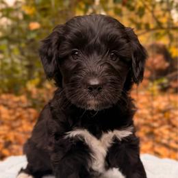 Lurch - Black and white male Aussiedoodle puppy in Mulino, Oregon from Korbella Farm