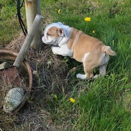 Grace - Red and white female Bulldog puppy in Arlington, Washington from Stout's Hunting Labs and trsbullies