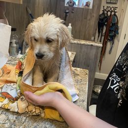 Golden Retriever and Jack Russell Terrier Puppies from Shelby Burleson's Golden Retrievers and Jack Russell Terriers