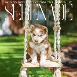 Cadence - Red and white female Pomsky puppy in Mattoon, Illinois from Southpaw Pomskies