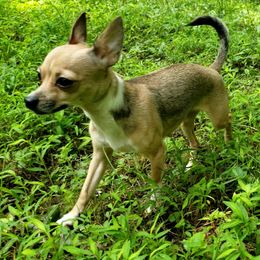 Amai - Chihuahua