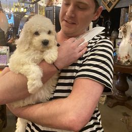 Goldendoodle Puppies from Labradoodleday