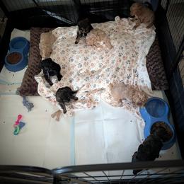 Poodle Puppies from Sarah's Poodles
