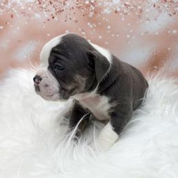 Echo - Gray brindle female Olde English Bulldogge puppy in Camdenton, Missouri from Mule Pool Olde English Bulldogges