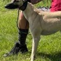 Whippets from QuiXandz