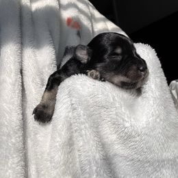 Boy 1 - Black and silver male Miniature Schnauzer puppy in Seagoville, Texas from JC miniature schnauzers