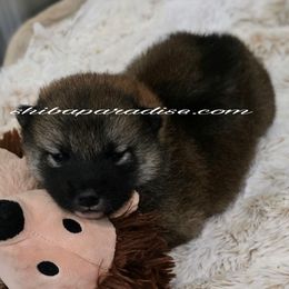 Tamaya - Red female Shiba Inu puppy in Tualatin, Oregon from Shiba Paradise