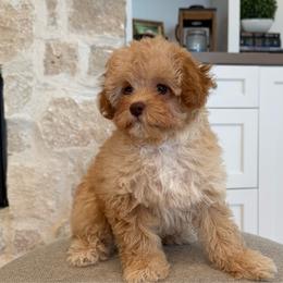 Clover - Red male Cavapoo puppy in South Jordan, Utah from Lady Paws Puppies - Cassie