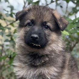 German Shepherds from Jewels German Shepherd