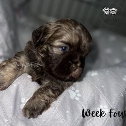 Espresso - Liver female Shih Tzu puppy in Olive Branch, Mississippi from Lavender Blue Exotic Crew