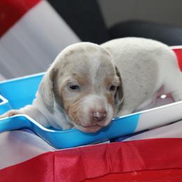Atlas - Piebald male Dachshund puppy in Staley, North Carolina from Langley Farms Dachshunds