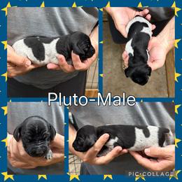 Pluto - Black roan male German Shorthaired Pointer puppy in Pierz, Minnesota from RFP Pointers German Shorthaired Pointers