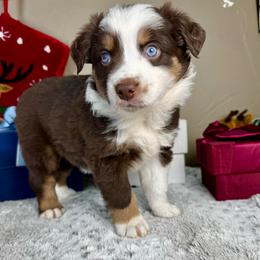 Jingle - Red tri male Miniature Australian Shepherd puppy in Tonasket, Washington from V5 Aussies