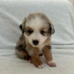 Waylon - Blue merle male Australian Shepherd puppy in Beach City, Texas from Salt N Sass Aussies