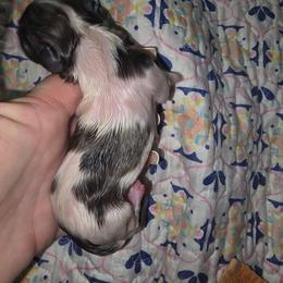 Black Dapple Piebald 2 - Dapple male Dachshund puppy in Port Charlotte, Florida from Vicki's Dachshund Crossing