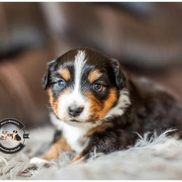 Remi - Black tri female Miniature American Shepherd puppy in Tonopah, Arizona from King's Miniature American Shepherds