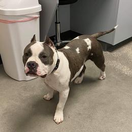 American Bully Puppies from Bolt Action Kennel