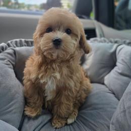 Leslie - Apricot female Maltipoo puppy in Washington from Mt.BakerPoodles&Doodles