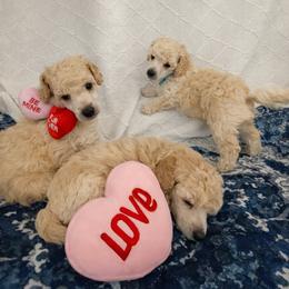 Poodle Puppies from Merrily Miniature Poodles
