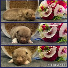 Franky - Red and white female Siberian Husky puppy in Canton, Ohio from Bleu Skies Siberian Huskies