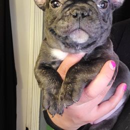 French Bulldog Puppies from Culichitown Frenchies