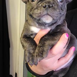 French Bulldog Puppies from Culichitown Frenchies
