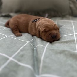 Blue collar-Linus - Dark golden male Golden Retriever puppy in El Dorado Hills, California from Golden Wiggle Retrievers