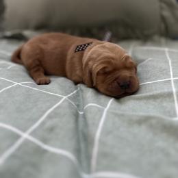 Blue collar-Linus - Dark golden male Golden Retriever puppy in El Dorado Hills, California from Golden Wiggle Retrievers
