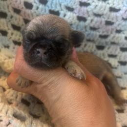 Purple collar - Fawn female Pug puppy in Tucson, Arizona from Furever Friends
