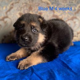 Blue collar boy - Black and red male German Shepherd puppy in Coleta, Illinois from Four Leaf Farm- Vom Vierblättriges Bauernhof
