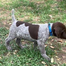 German Shorthaired Pointer Puppies from Hunting S Kennel