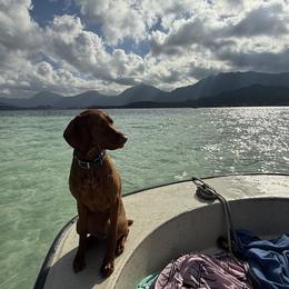 Vizsla All Grown Up from Alaea Farm & Kennel