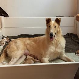 Phoebe - Collie