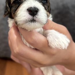 Aster - Sable and white male Cavachon puppy in Awendaw, South Carolina from LierChonPoo