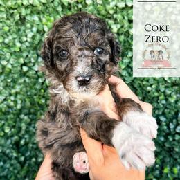 Coke Zero - Blue merle male Aussiedoodle puppy in Corydon, Indiana from Ridgeline Doodles