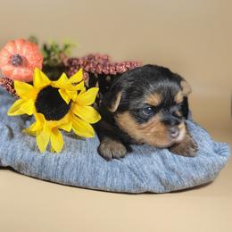 Yellow collar girl - Black and tan female Yorkshire Terrier puppy in Jacksonville, Florida from Yorkieology