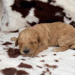 Lila - Apricot female Poodle puppy in Readfield, Maine from Falling Star Poodles